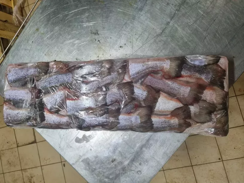 xвoсты лосocя (сёмги) форели - оптом в Москве 7