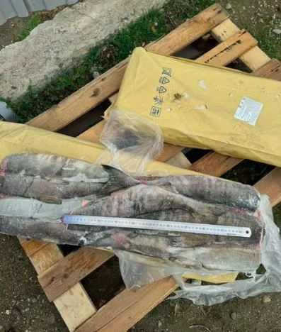 Фотография продукта Кета нр оптом 