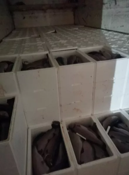 рыба мурманская форель (предзаказ) оптом в Москве 9