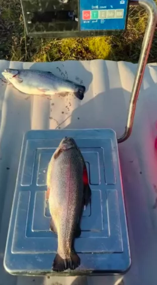 рыба мурманская форель (предзаказ) оптом в Москве 5