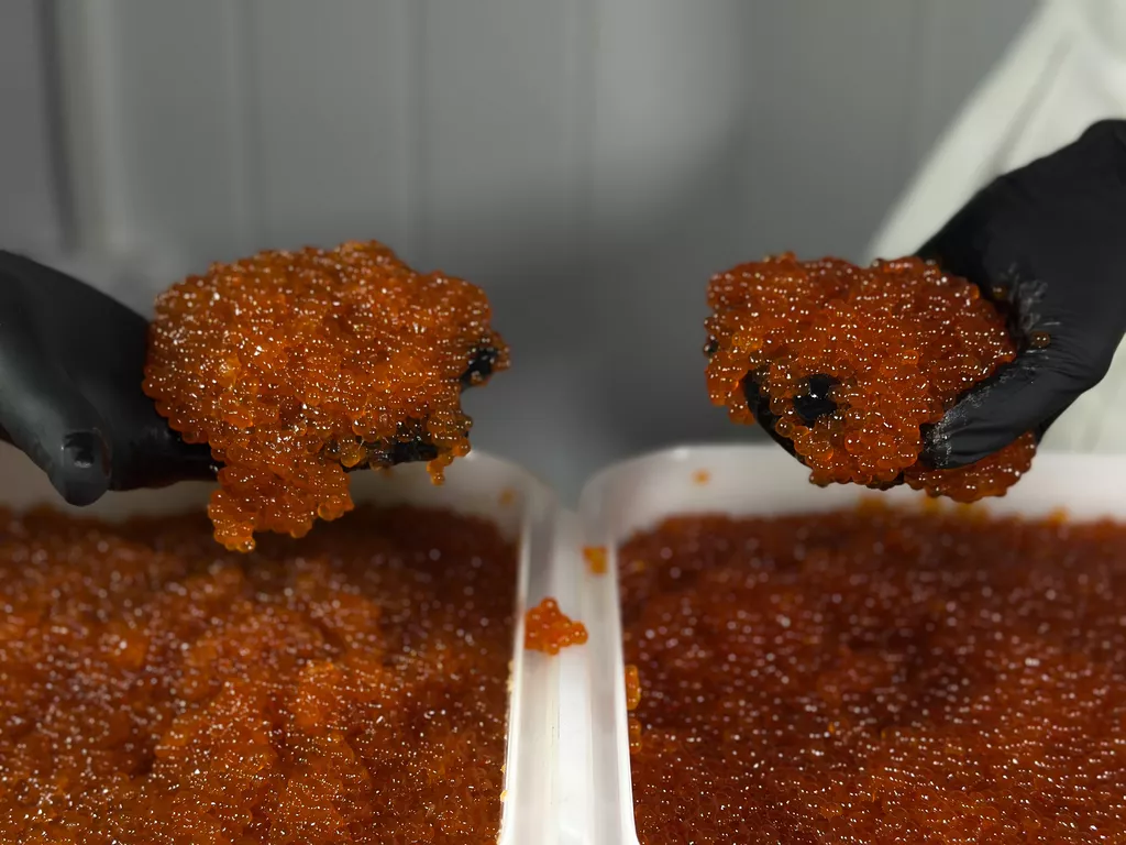 икра кижуча оптом (камчатка) в Москве 4