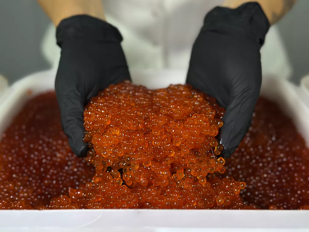 икра кижуча оптом (камчатка) в Москве 3