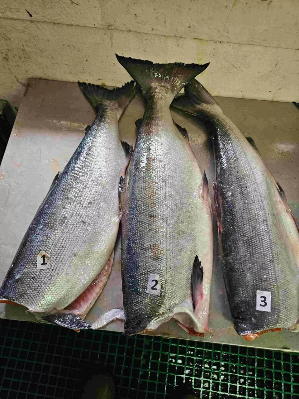 фотография продукта Нерка пбг 2025 камчатка 