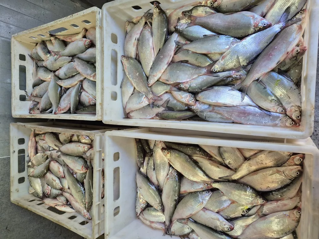 фотография продукта Пелядь свежемороженая