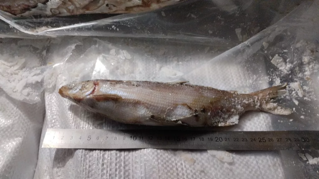 фотография продукта Рыба пыжьян(сиг), щука, налим