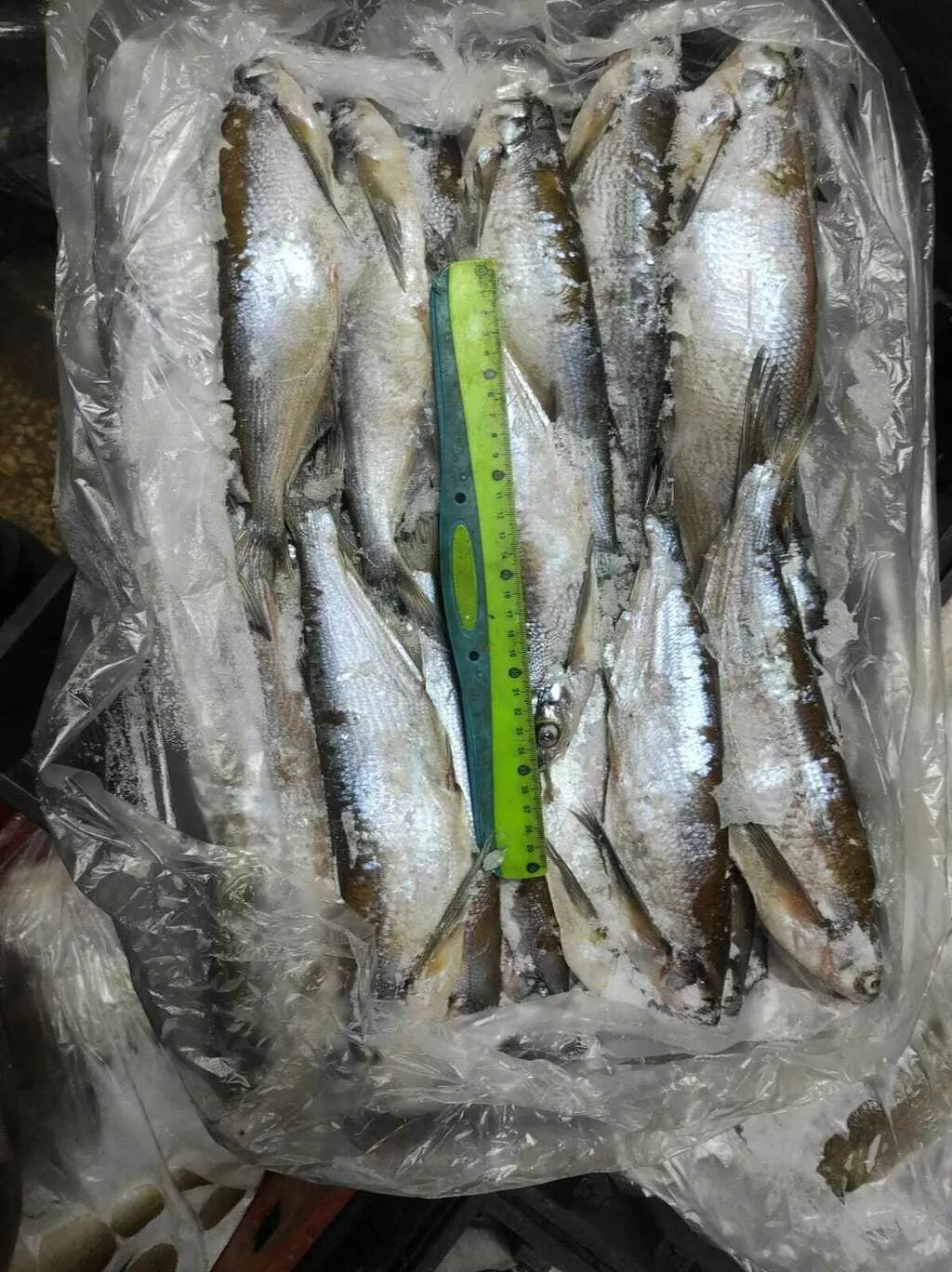 фотография продукта Чехонь с/м