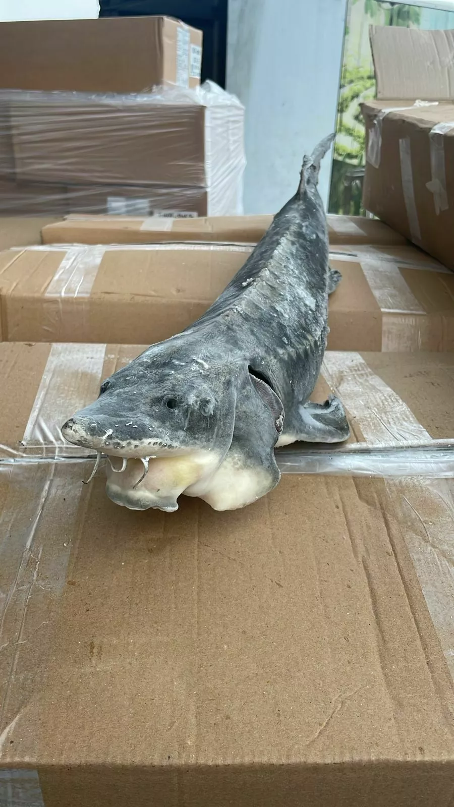 фотография продукта Осетр псг 2+