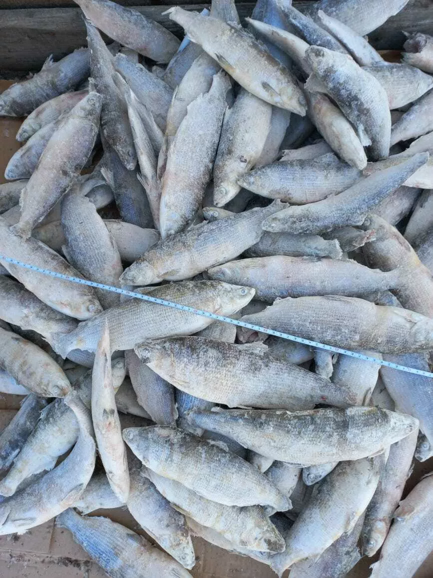 Фотография продукта Сырок(пелядь) 15...гр.