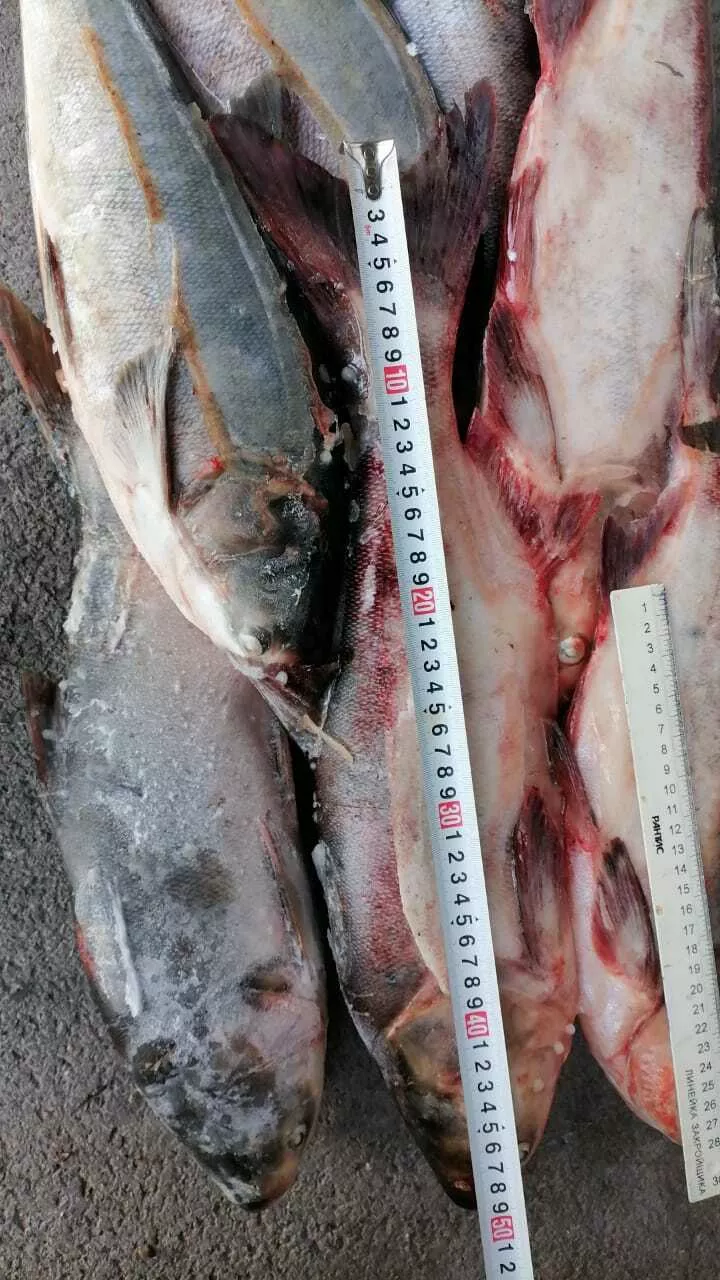 фотография продукта Толстолобик мороженый оптом