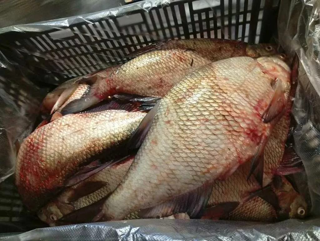 лещ мороженый оптом в Астрахани и Астраханской области 2