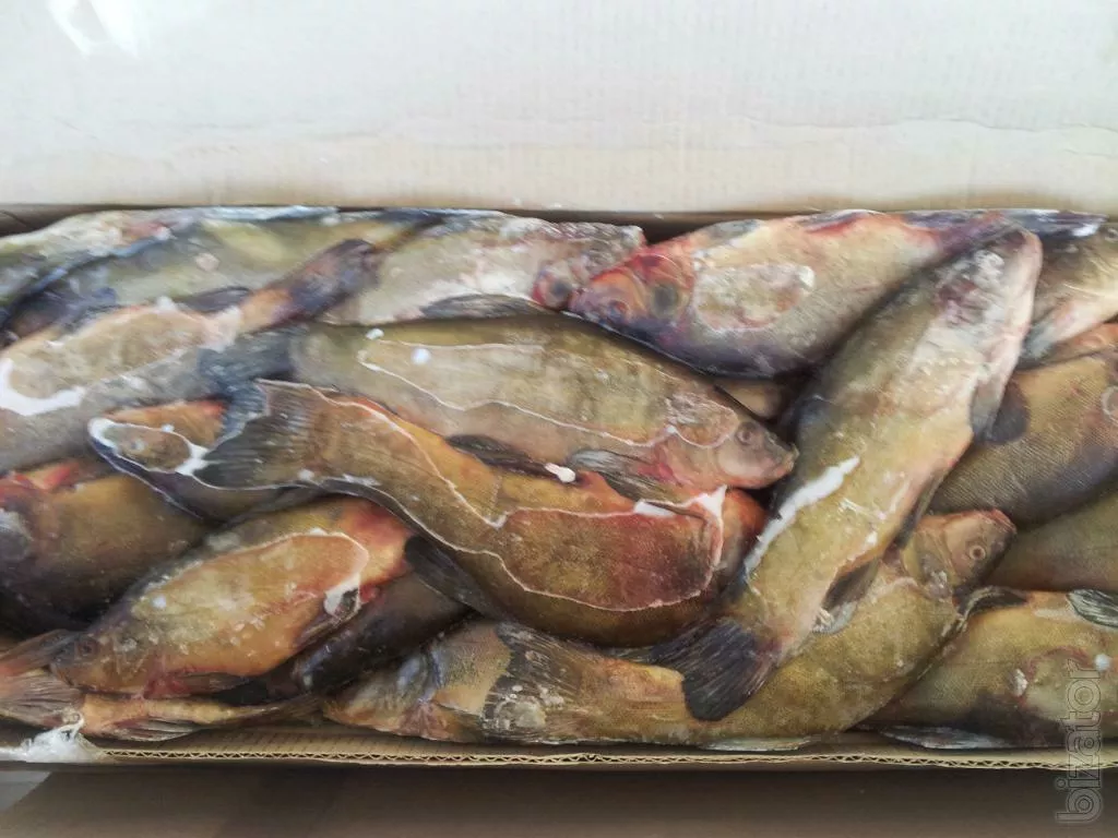 фотография продукта Линь мороженый оптом