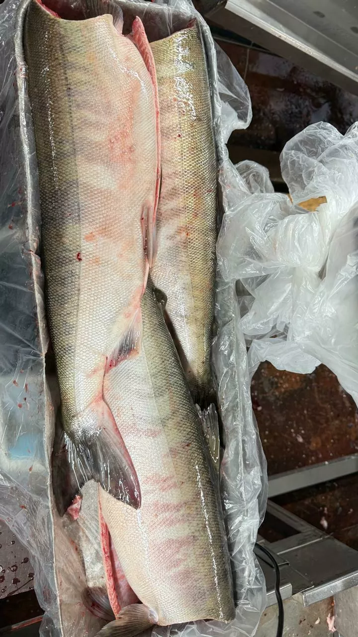 кета осень пбг/псг -100% переработка в Хабаровске 3