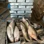 судак мороженый оптом в Астрахани и Астраханской области 3