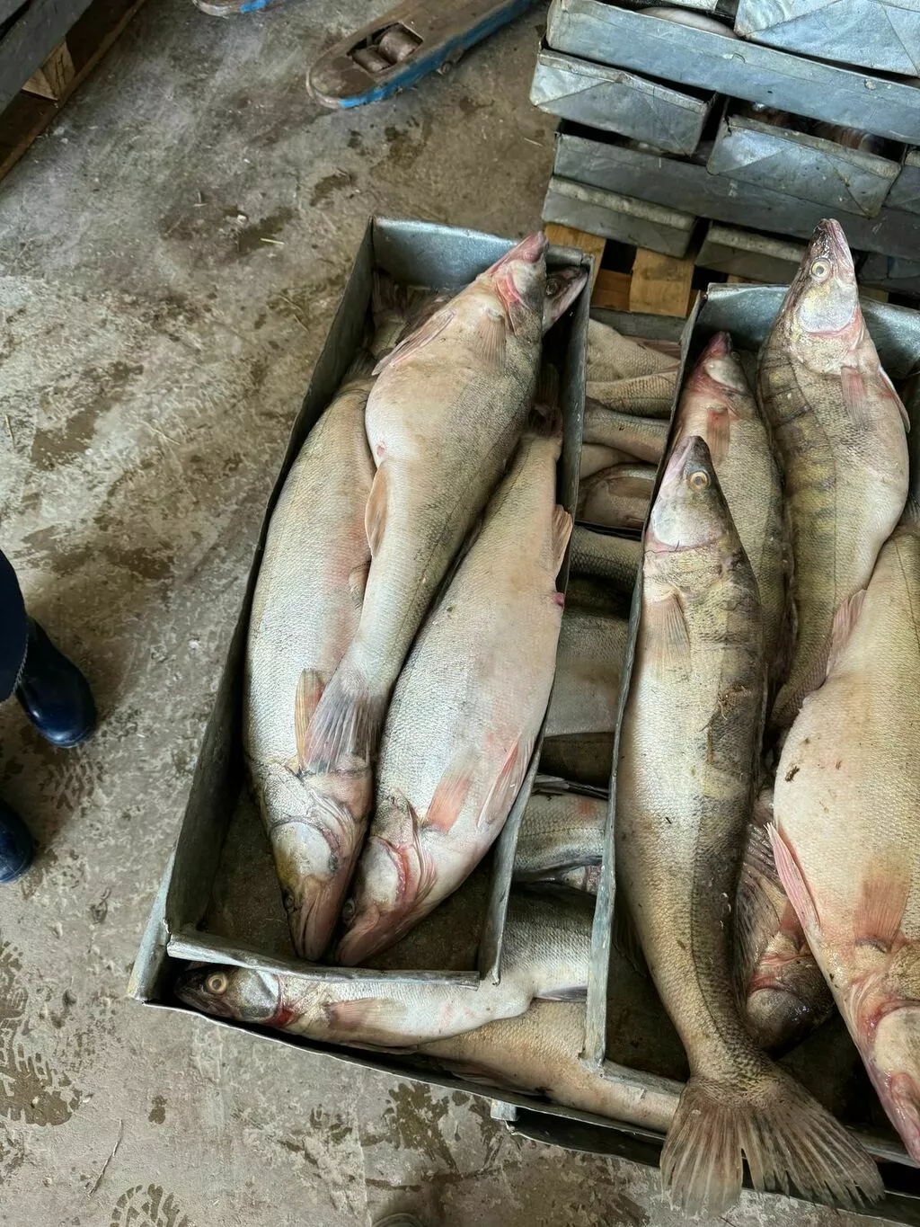 судак мороженый оптом в Астрахани и Астраханской области 2