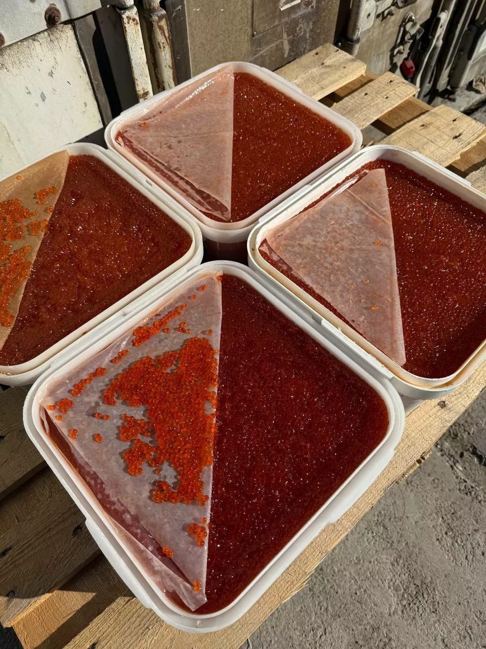 фотография продукта Красная икра опт