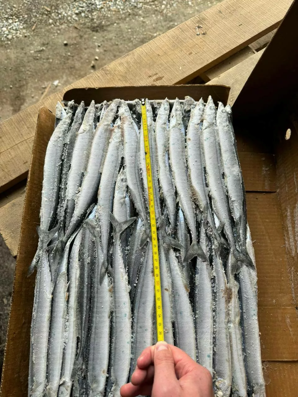 фотография продукта Сайра не разделанная