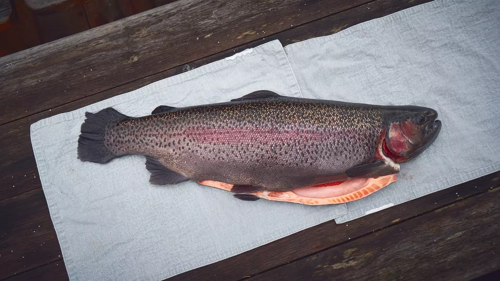 фотография продукта Форель свежая из карелии 