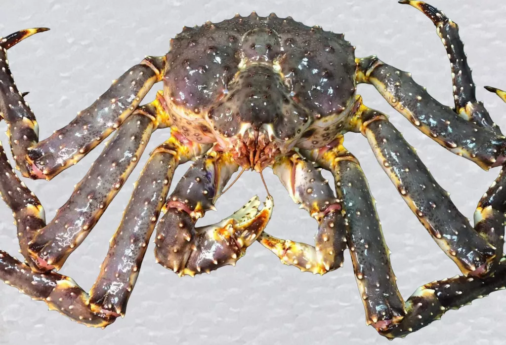 краб камчатский живой в Южно-Сахалинске и Сахалинской области 3