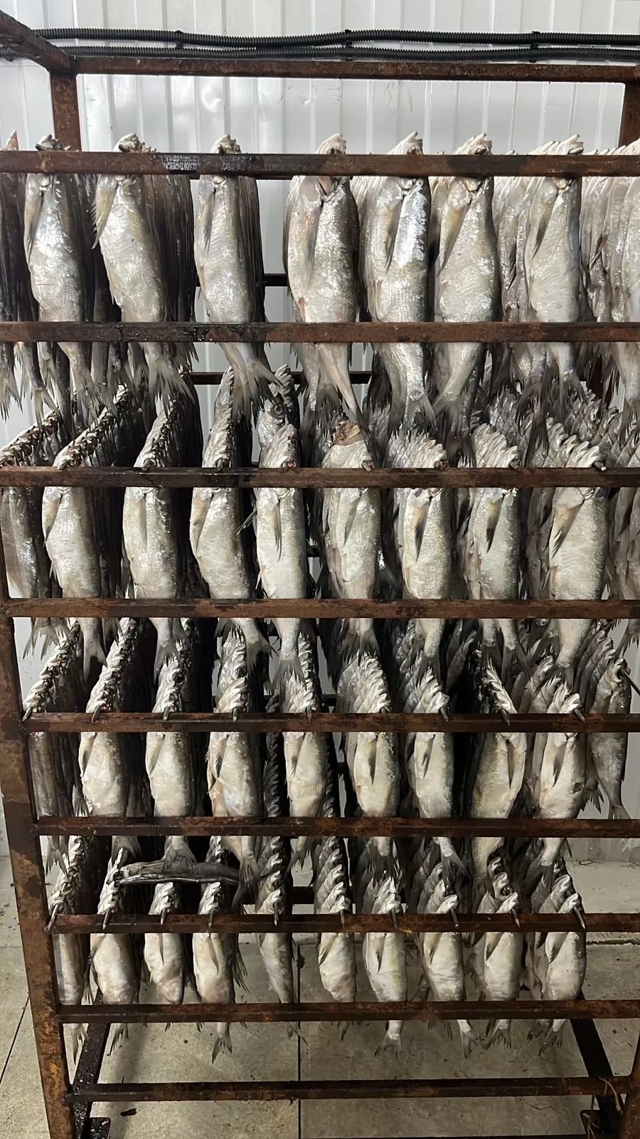 густера,чехонь,вяленая рыба от производ в Астрахани и Астраханской области