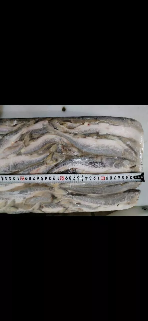 фотография продукта Корюшка крупная, в москве. 