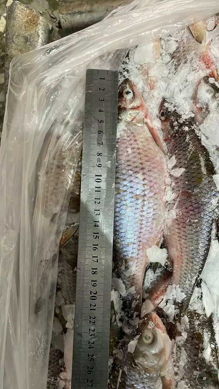 фотография продукта Вобла с/м