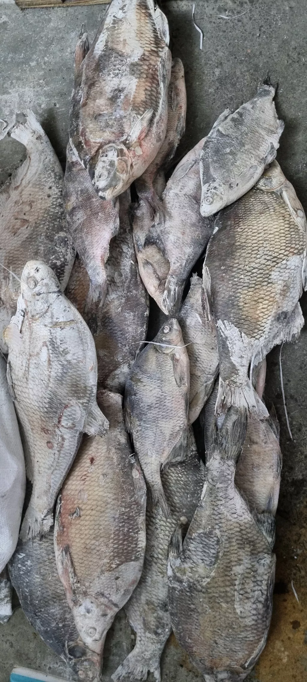 фотография продукта Лещ крупный