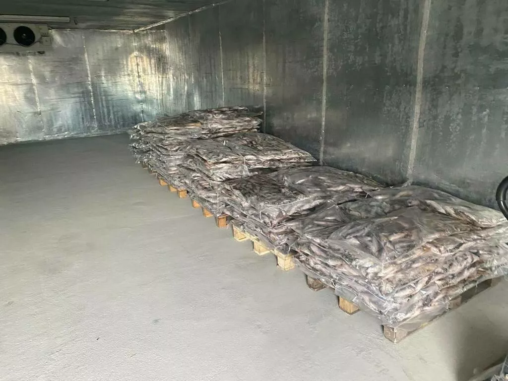 фотография продукта Замороженная пелядь (сырок) в брикетах 