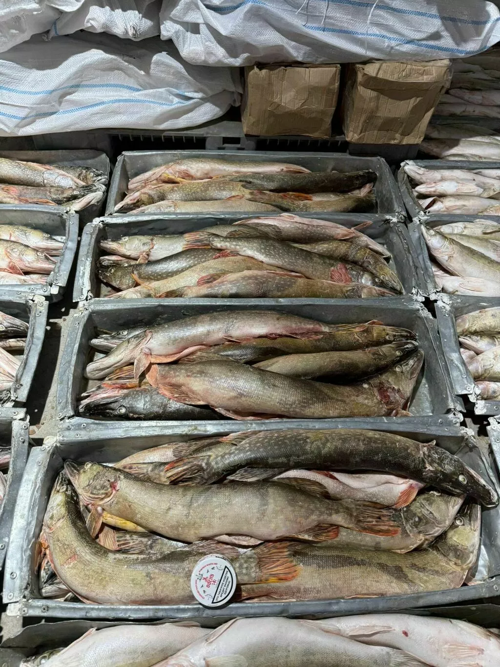 фотография продукта Судак свежемороженный, 0,6-0,9кг