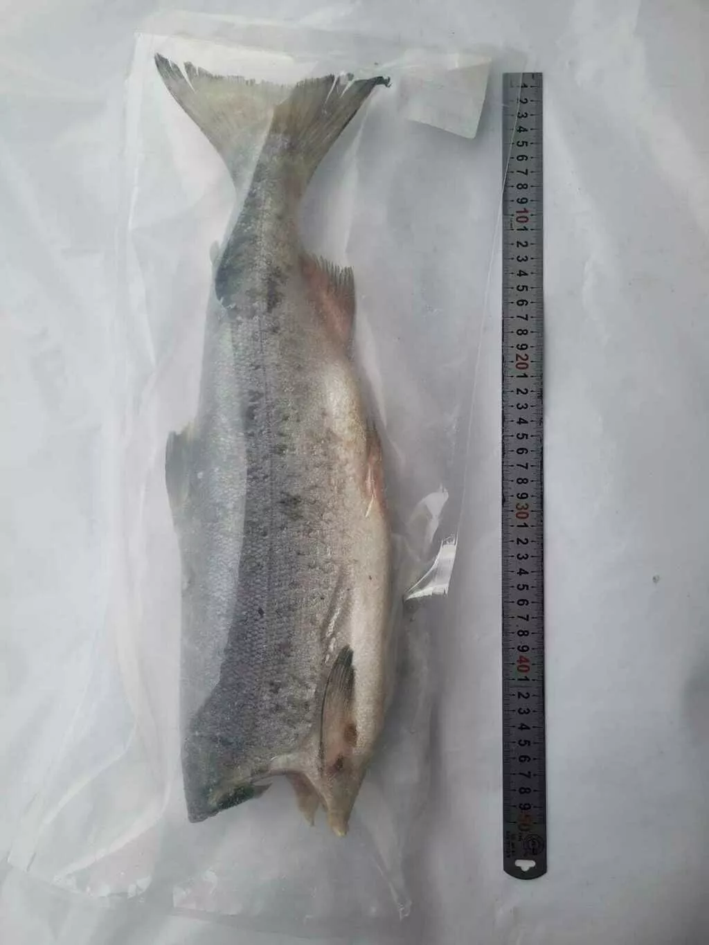 фотография продукта Крупная нерка штучка пбг