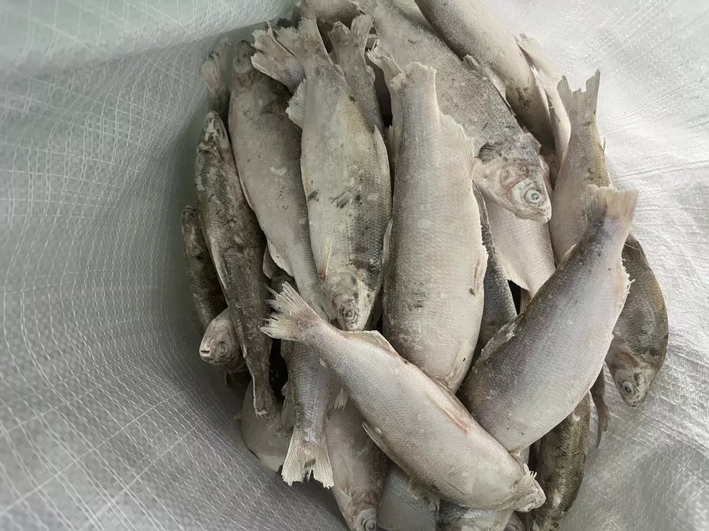 фотография продукта Пелядь (сырок) свежемороженая