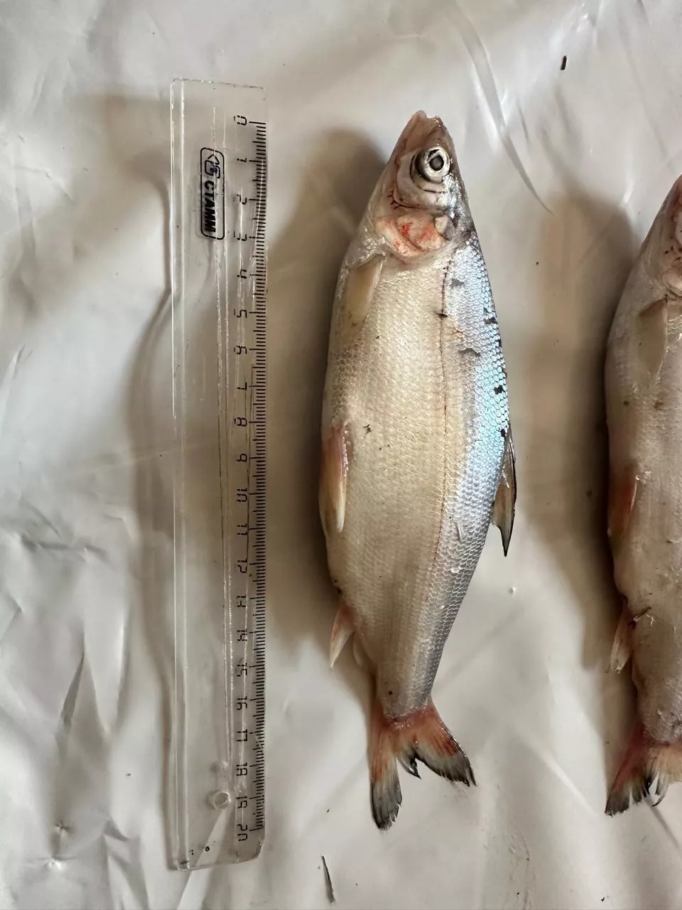 фотография продукта Пелядь (сырок) свежемороженая