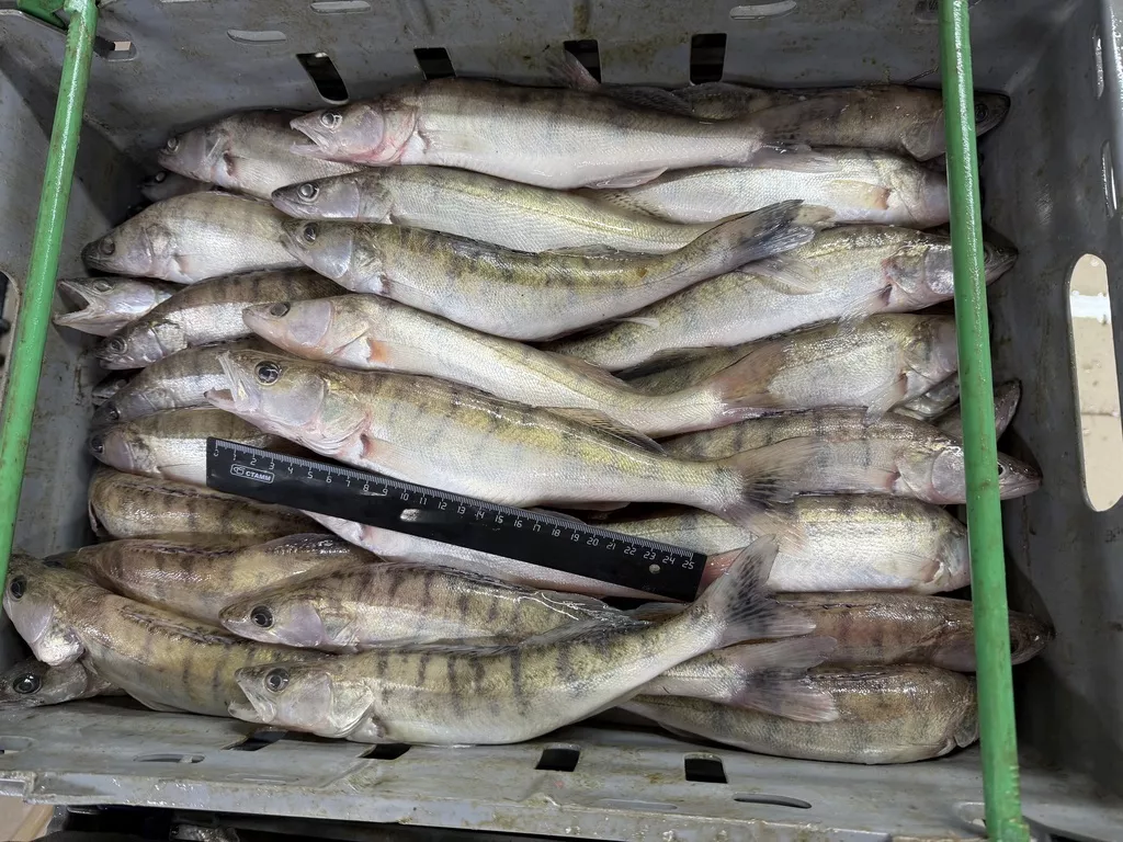 Фотография продукта Судак .