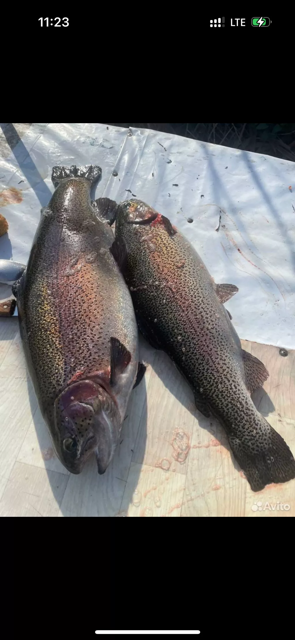 Фотография продукта Форель осетия