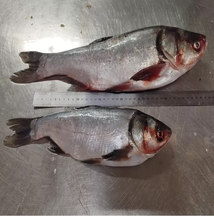 Фотография продукта Толстолобик св морож в санкт-петербурге