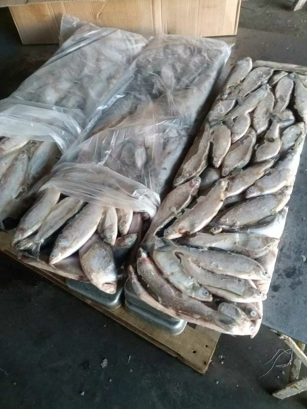 фотография продукта Пелядь свежый улов