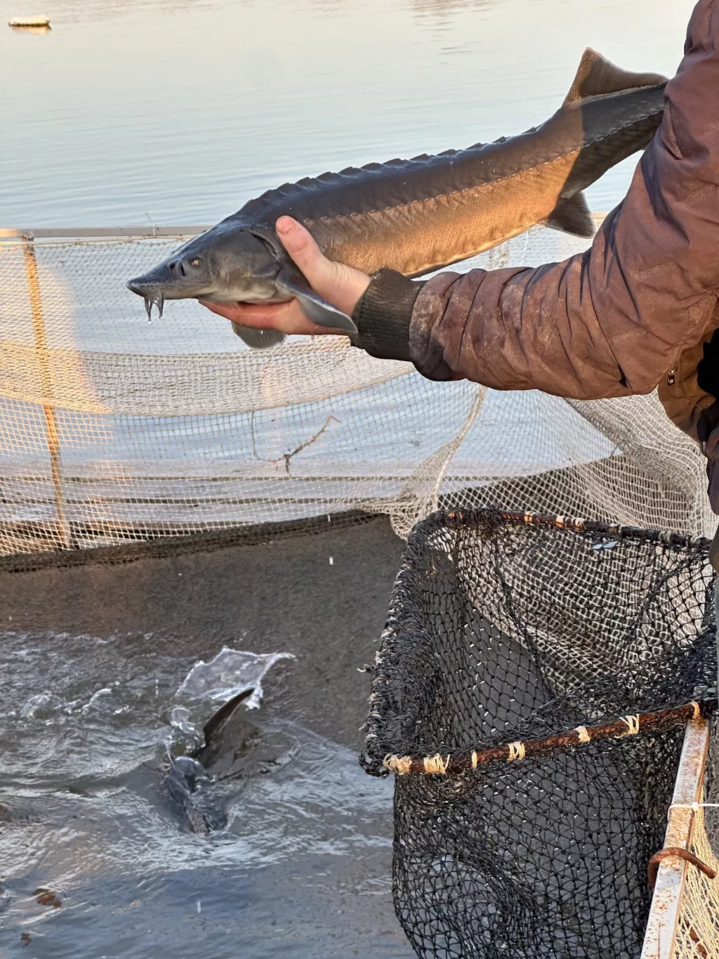 русского осетра в Астрахани и Астраханской области 5