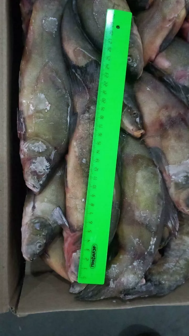 фотография продукта Линь мороженый астраханский осень 2025