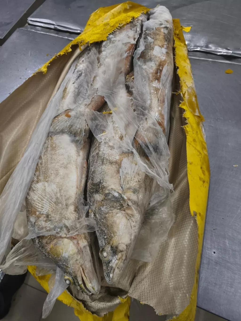 Фотография продукта Судак улов из амура (хабаровский край)