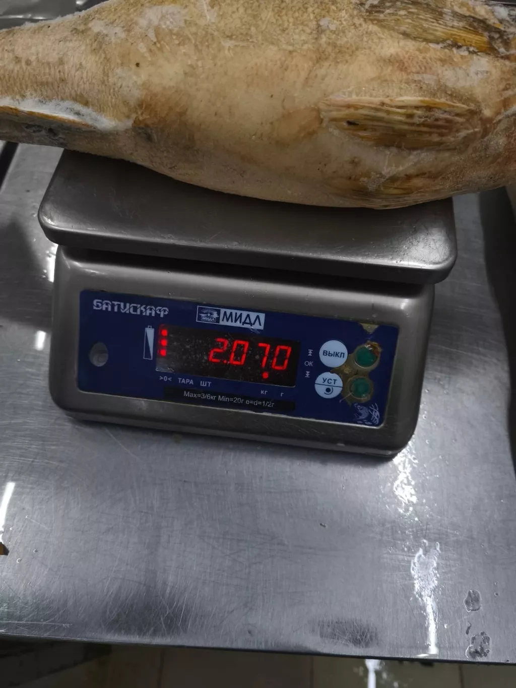 судак улов из амура (хабаровский край) в Москве 3