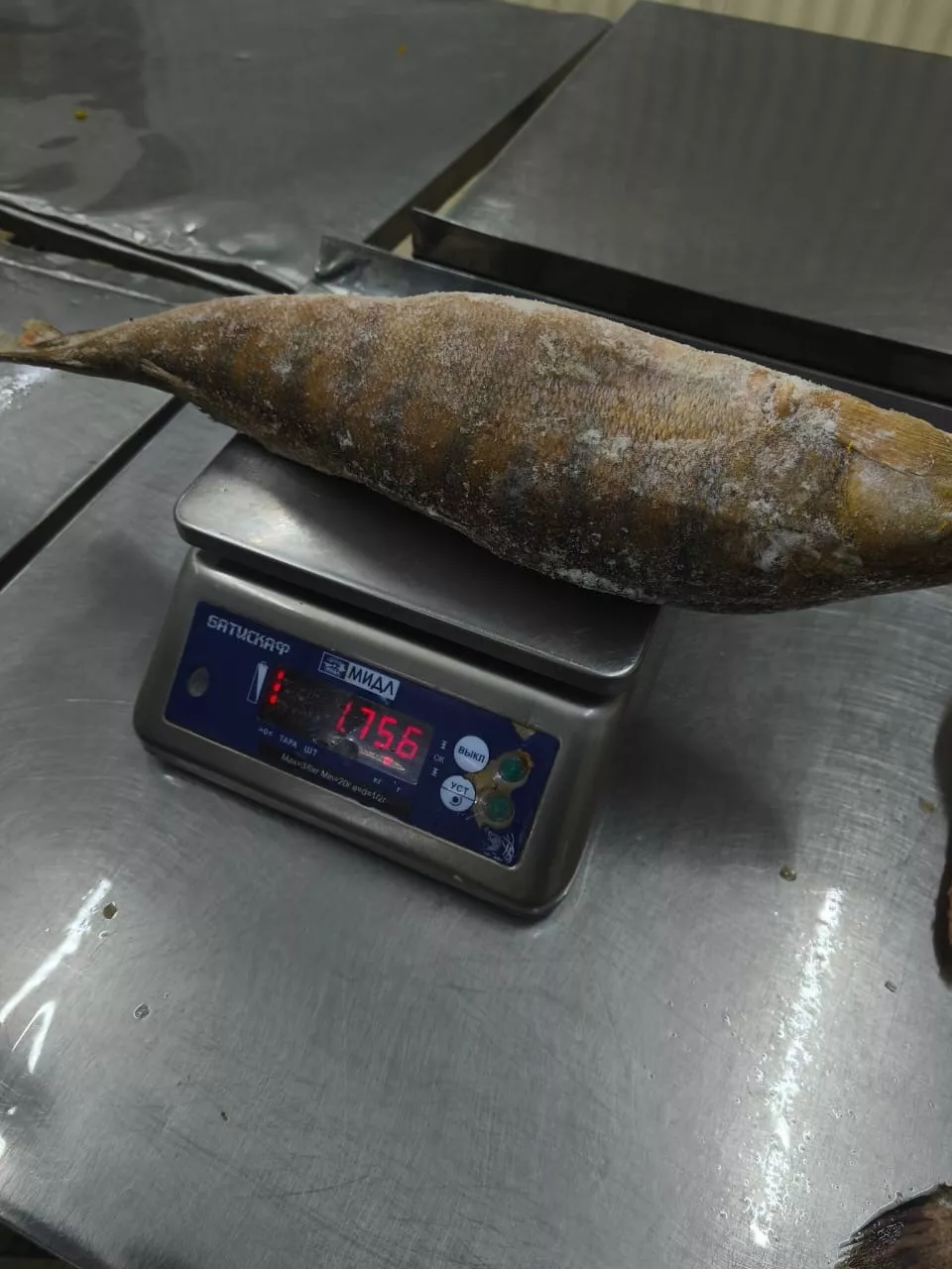 судак улов из амура (хабаровский край) в Москве 2