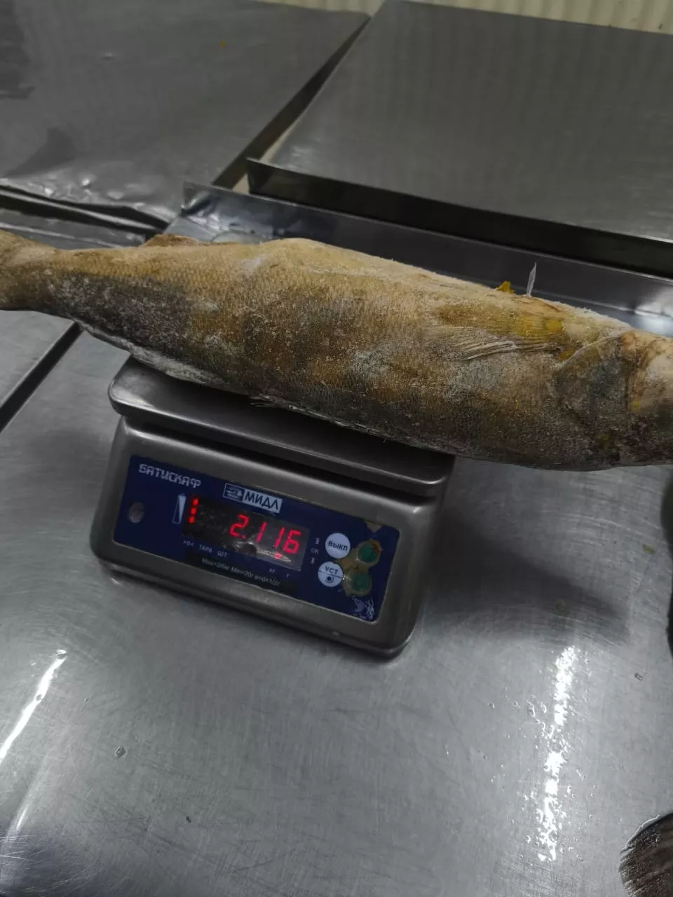 судак улов из амура (хабаровский край) в Москве 6