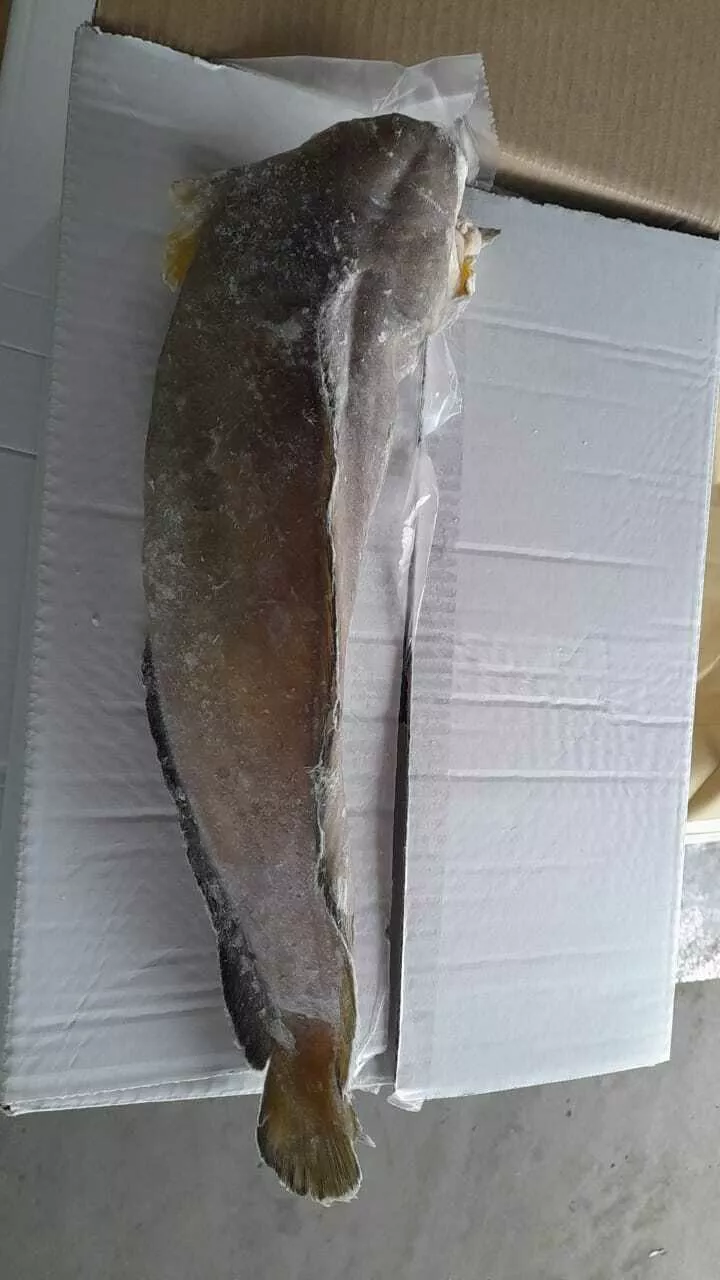 креветка,зубатка,пикша,палтус,треска в Петрозаводске и Республике Карелия 8