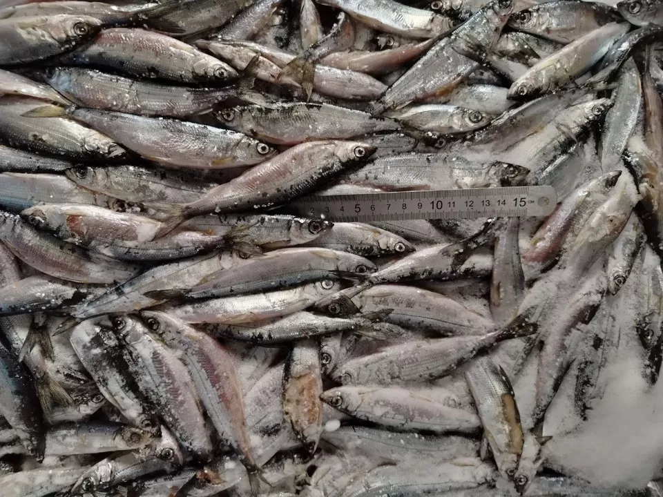 Фотография продукта Карельская ряпушка свежемороженая