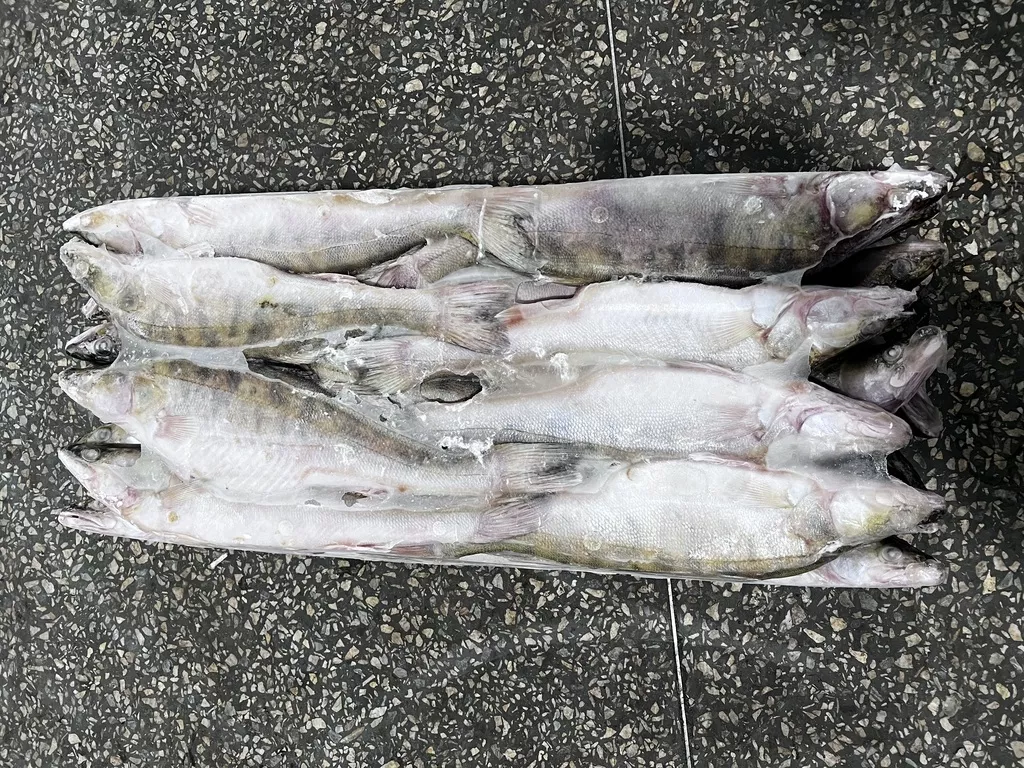 Фотография продукта Судак 