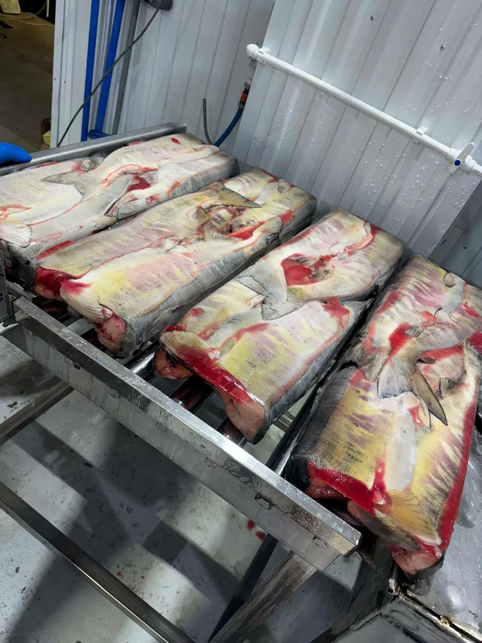 Фотография продукта Кета пбг 1-й сорт