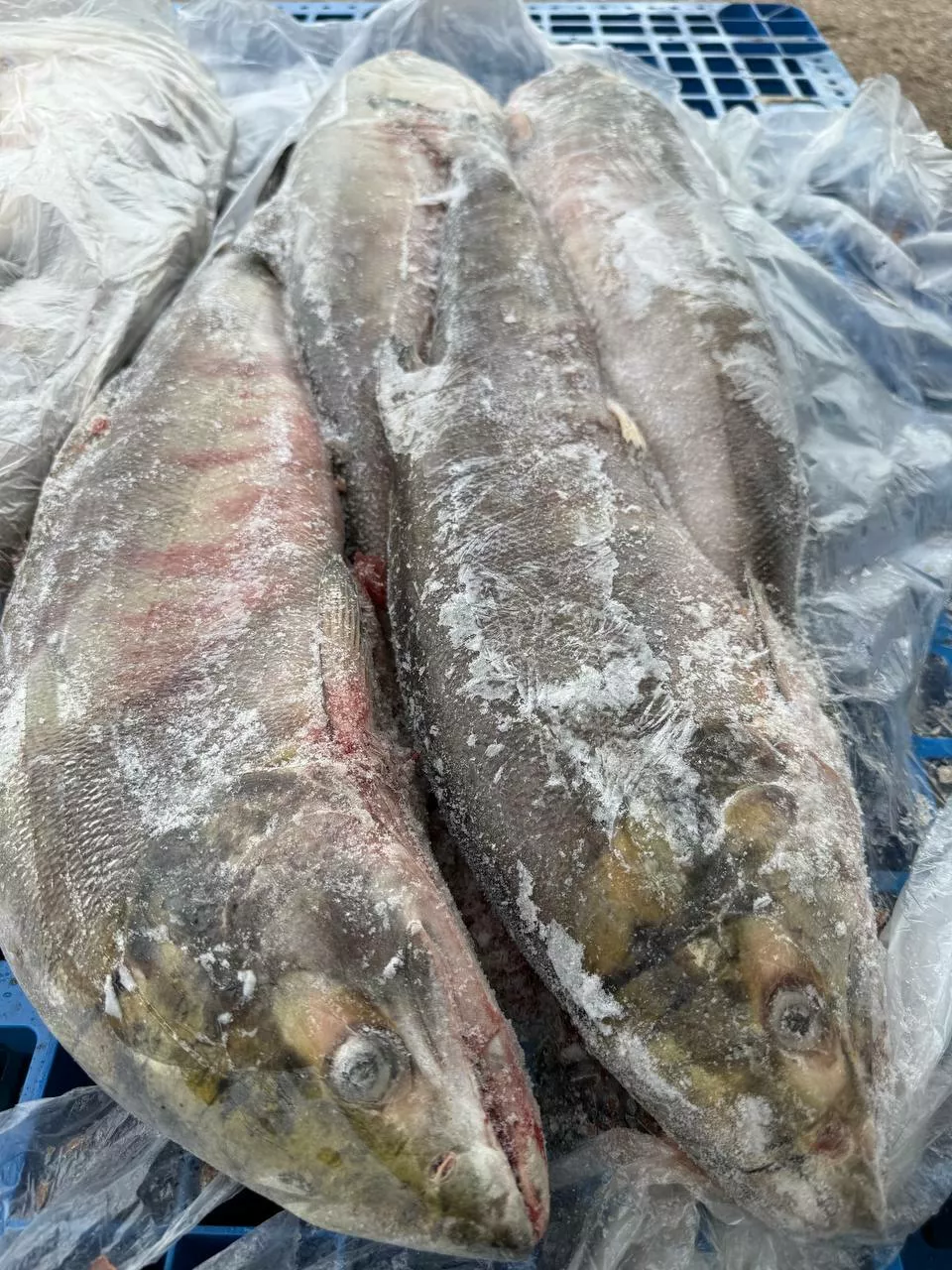 Фотография продукта Кета псг тыр-1я