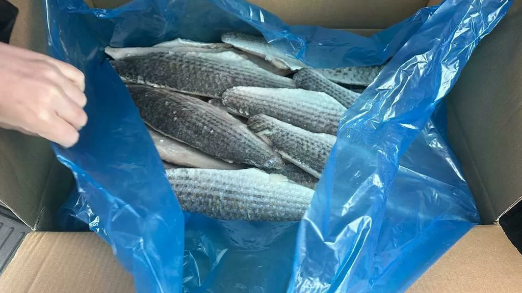 Фотография продукта Филе кефали, китай