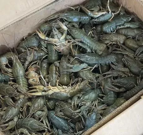 фотография продукта Раки 