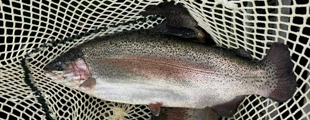 фотография продукта Форель радужная охлаждённая нр 