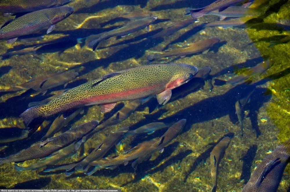 фотография продукта Живая форель, навеска 2.7 